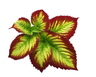 Horny Gaot Weed Extract